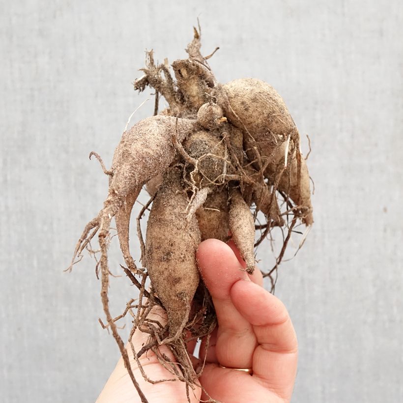 Amostra de Dália anã Happy Single Flame Bulbo Calibre I tal como entregue na primavera