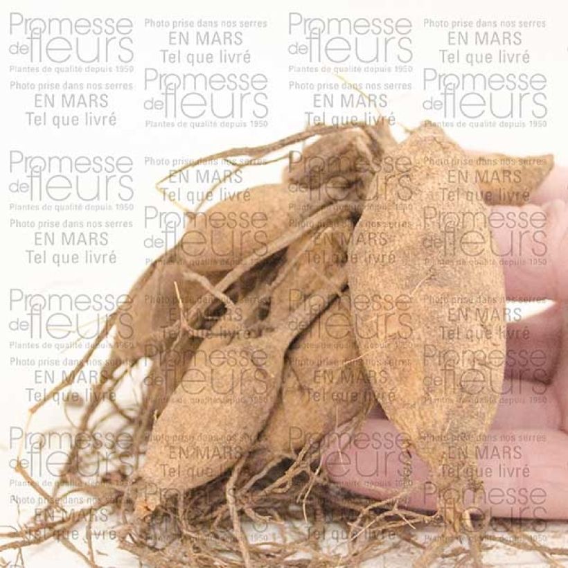 Exemplo de amostra de Dália anã Happy Single Kiss Bulbo Calibre I tal como entregue