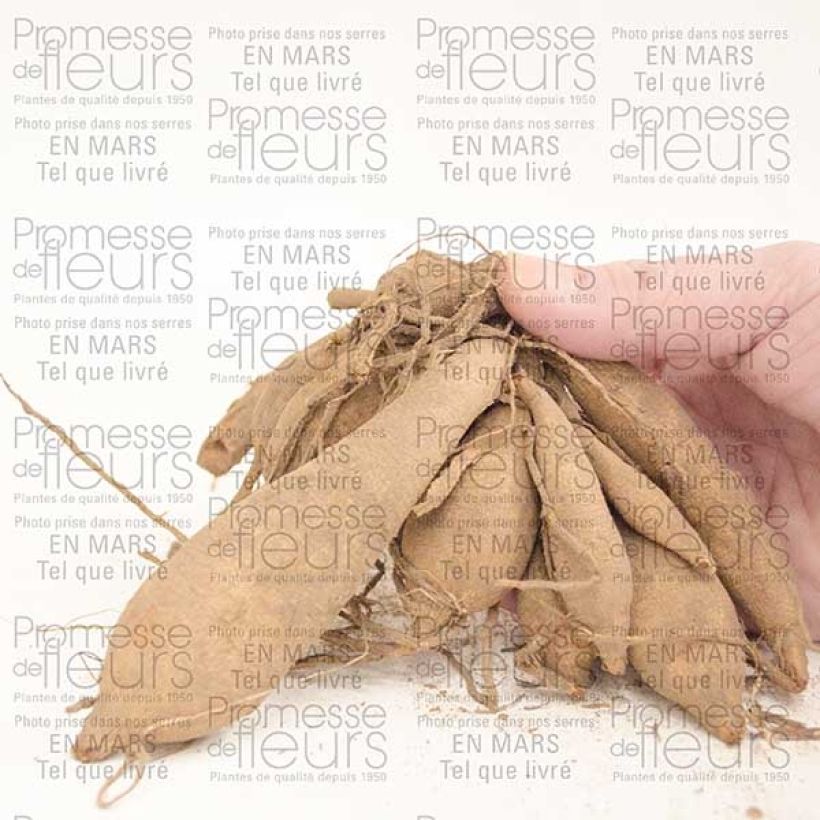 Exemplo de amostra de Dahlia Happy Single Party Bulbo size I tal como entregue