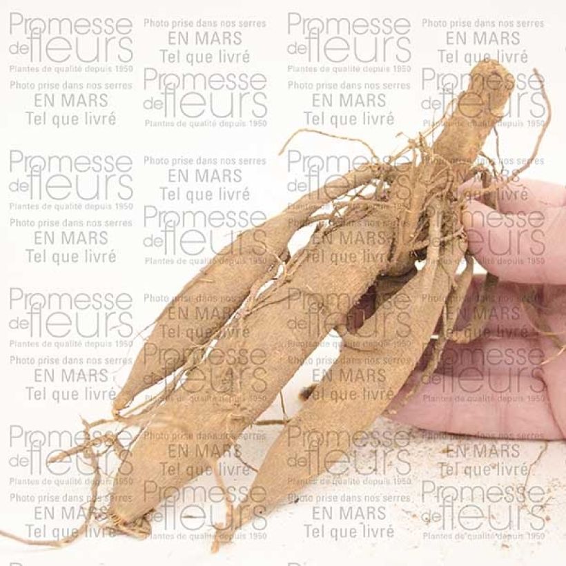 Exemplo de amostra de Dahlia Happy Single Princess Bulbo size I tal como entregue