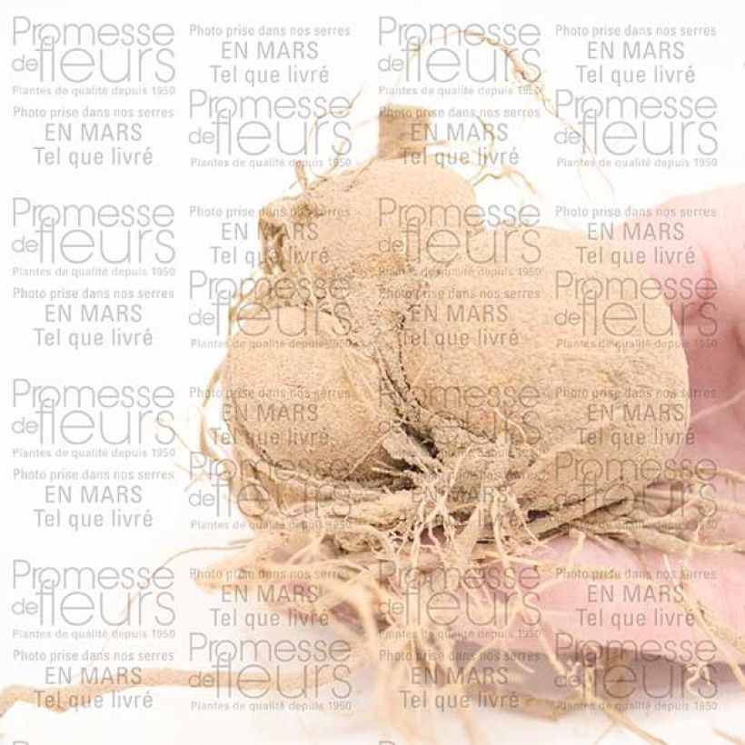 Exemplo de amostra de Dália anã Happy Single Romeo Bulbo Calibre I tal como entregue