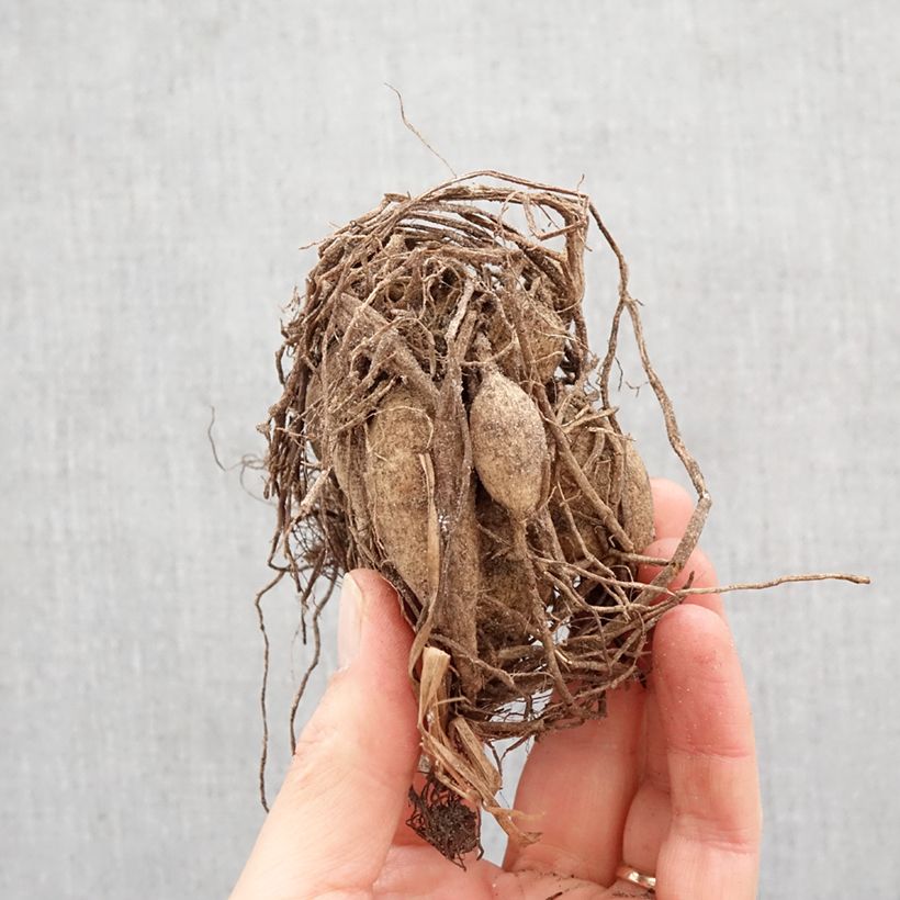 Amostra de Dália anã Happy Single Wink Bulbo Calibre I tal como entregue na primavera