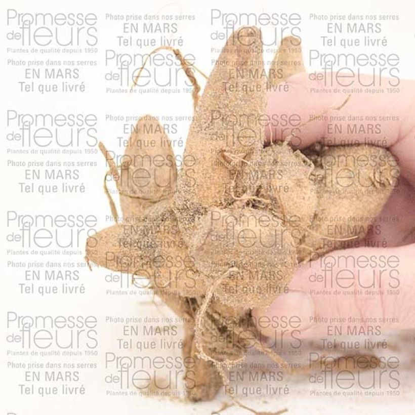 Exemplo de amostra de Dahlia anémone Honey Bulbo size I tal como entregue