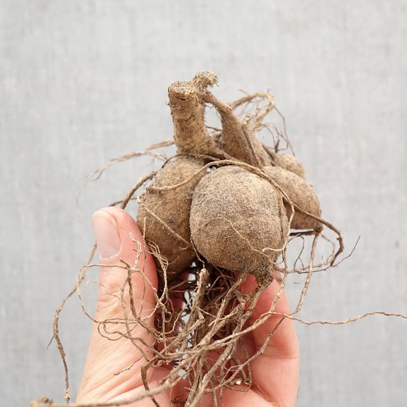 Amostra de Dália Honka Destiny's Teacher Bulbo Calibre I tal como entregue na primavera