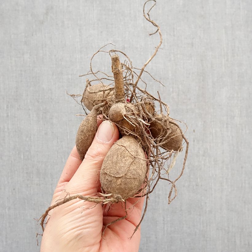 Amostra de Dália Honka Fragile Bulbo Calibre I tal como entregue na primavera