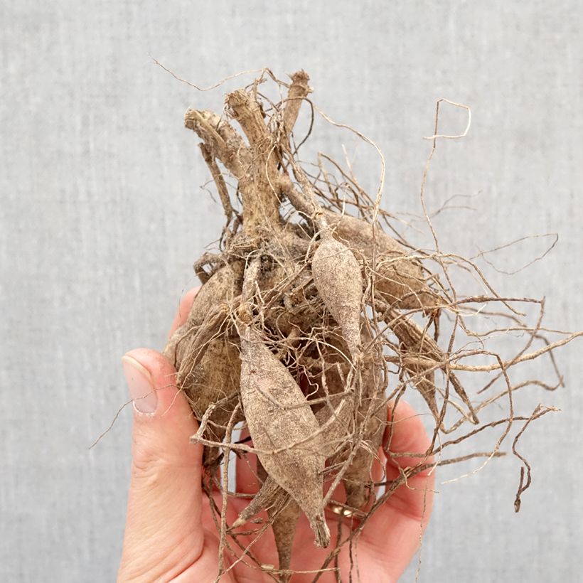 Amostra de Dália Honka Mon Ange Bulbo tal como entregue na primavera