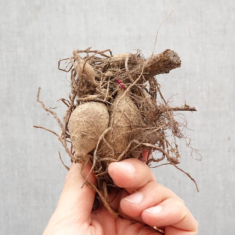 Amostra de Dália Honka Pink Bulbo Calibre I tal como entregue na primavera