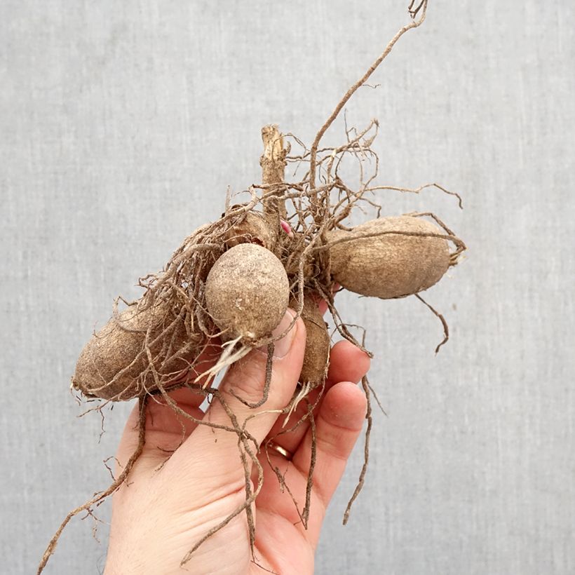 Amostra de Dália Honka Red Bulbo Calibre I tal como entregue na primavera