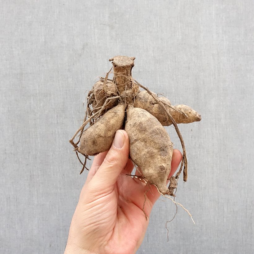 Amostra de Dália Honka Surprise Bulbo tal como entregue na primavera