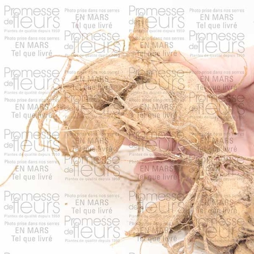 Exemplo de amostra de Dahlia Honka Tahoma Moonshot Bulbo tal como entregue