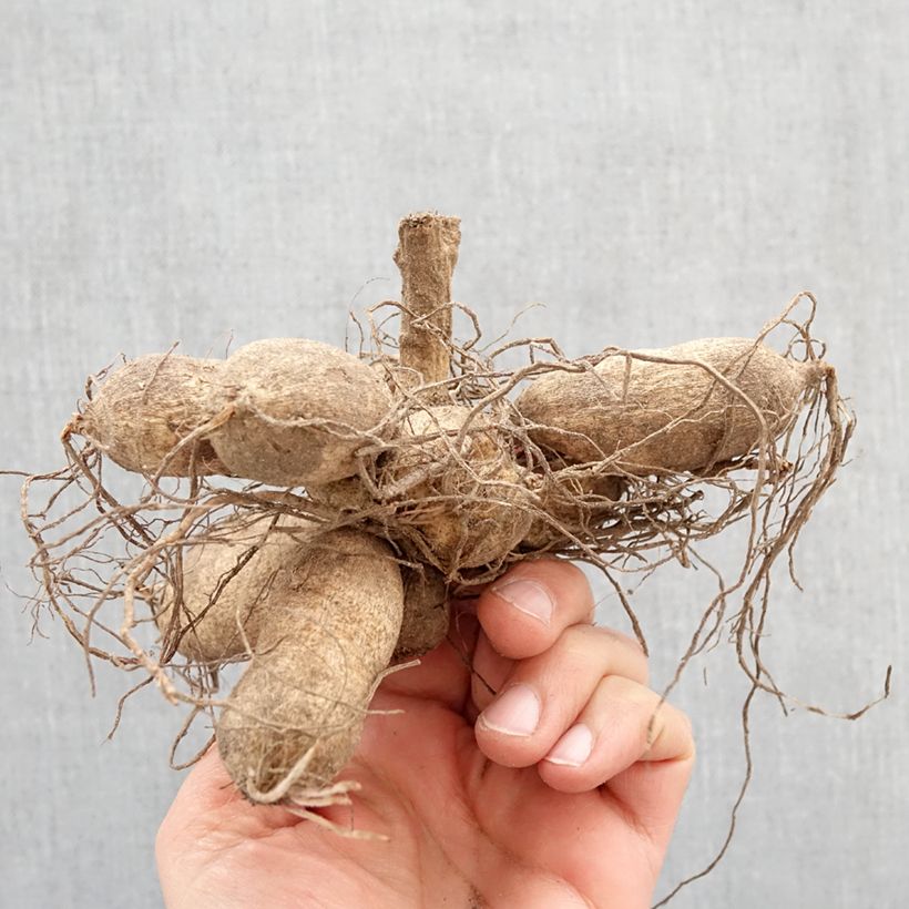 Amostra de Dália Honka Tahoma Moonshot Bulbo tal como entregue na primavera