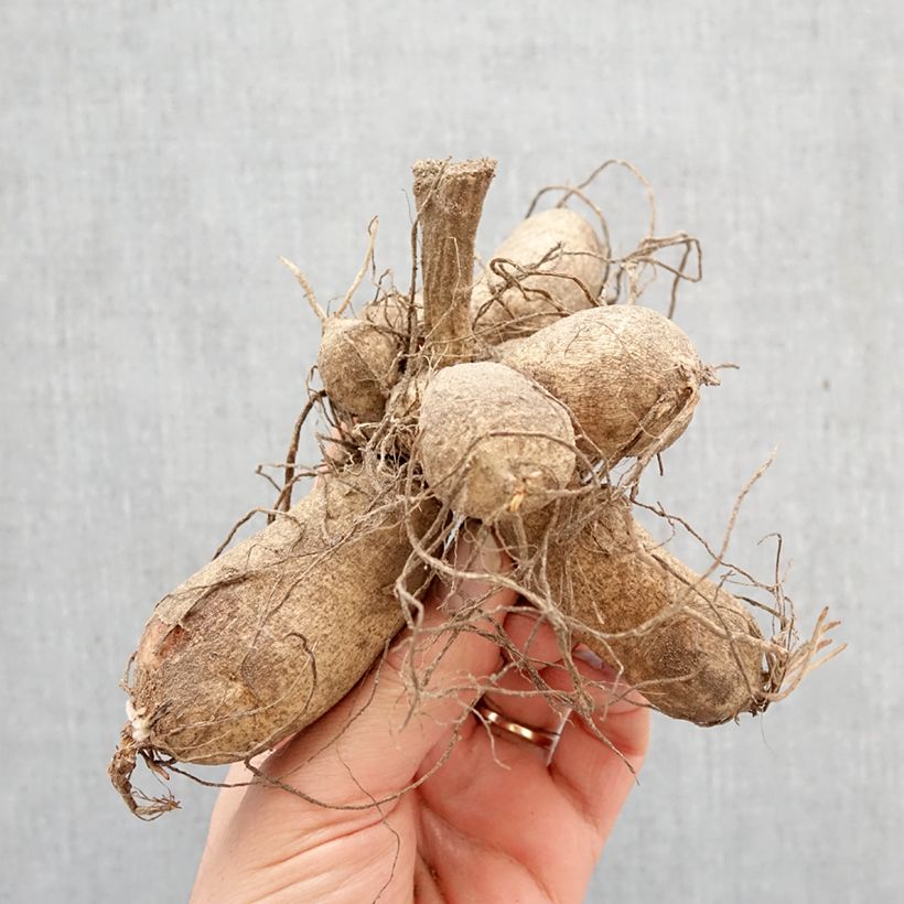 Amostra de Dália Honka Willie Willie Bulbo tal como entregue na primavera