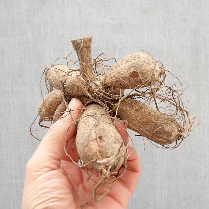 Amostra de Dália Honka Windmill Bulbo Calibre I tal como entregue na primavera