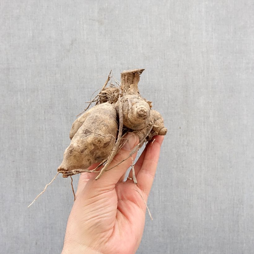 Amostra de Dália Honka Wit Nordstar Bulbo tal como entregue na primavera
