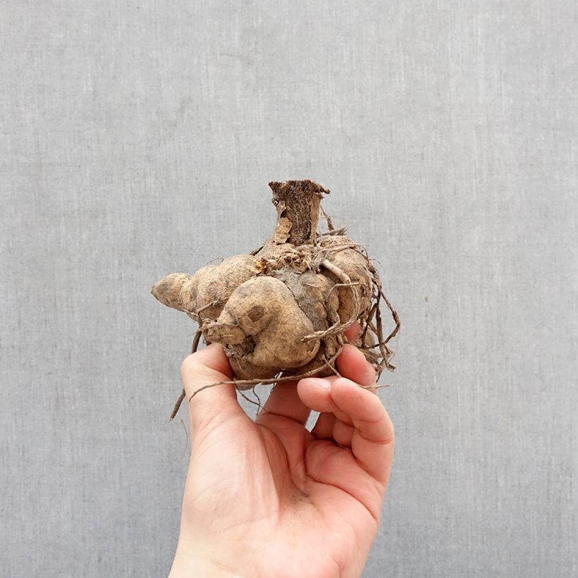 Amostra de Dália Honka Yellow Bulbo Calibre I tal como entregue na primavera