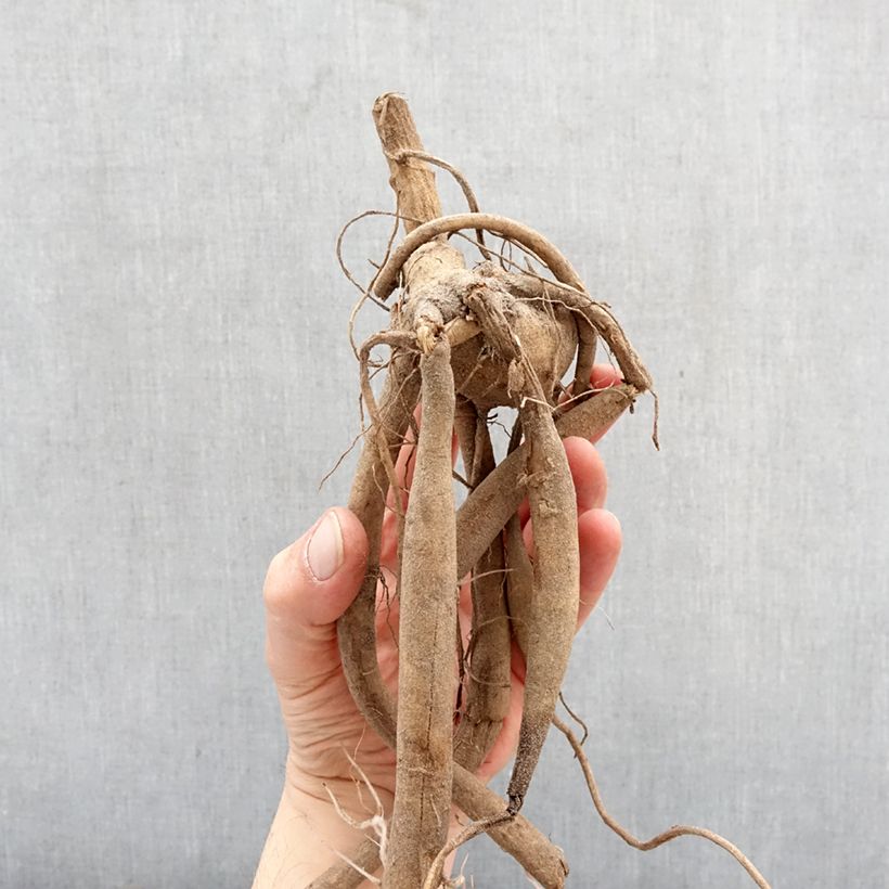 Amostra de Dahlia imperialis White Bulbo Calibre I tal como entregue na primavera