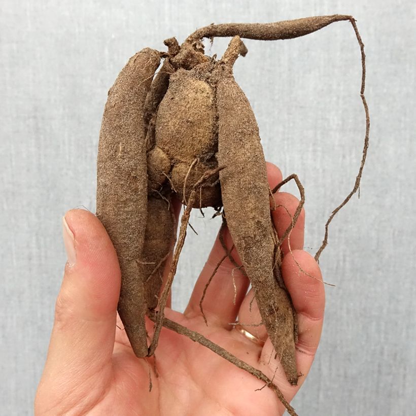 Amostra de Dahlia Mini-Balles Babette Bulbo size I tal como entregue na primavera