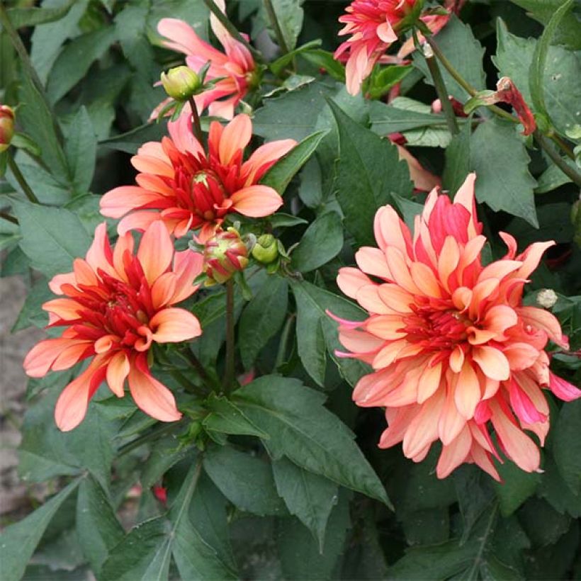 Dália anã Gallery Art Deco (Floração)