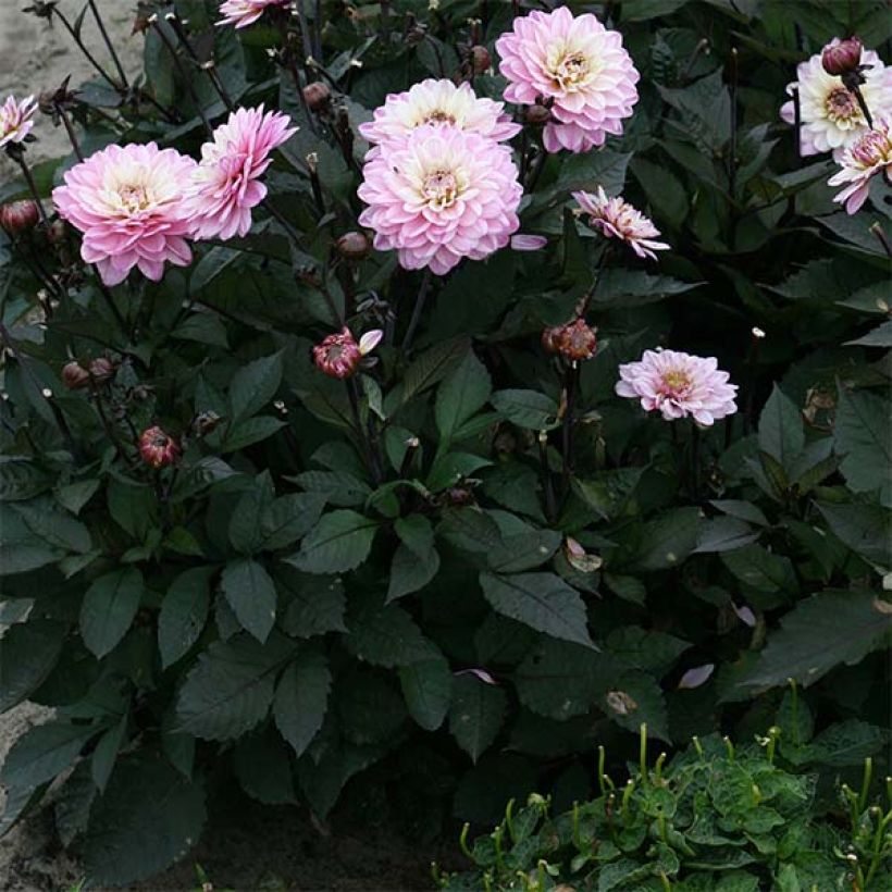 Dália anã Gallery De la Tour (Folhagem)