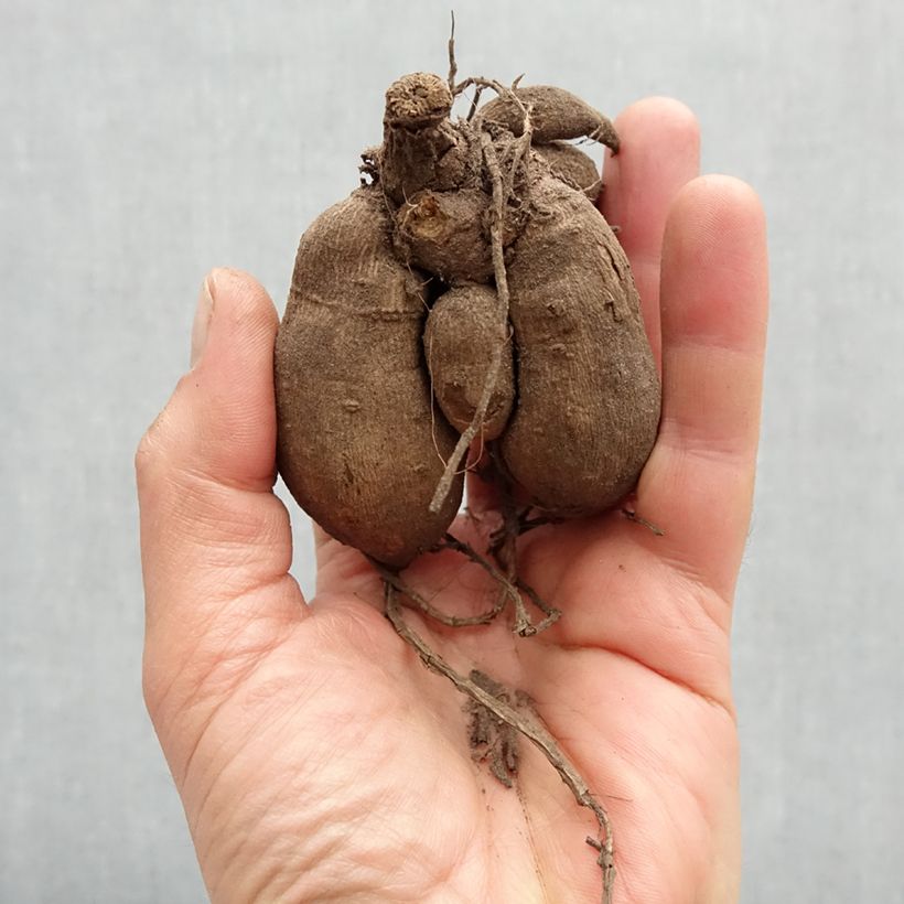 Amostra de Dália anã Gallery Pablo Bulbo Calibre I tal como entregue na primavera