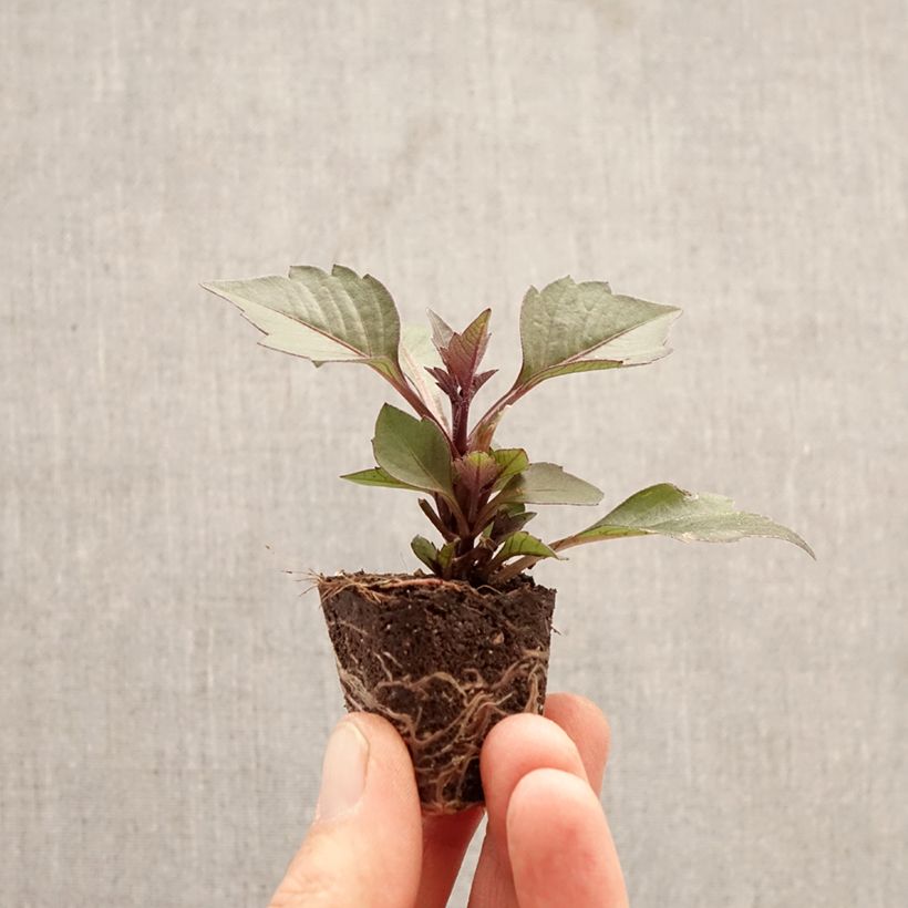 Amostra de Dália anã Gardenetta Orange Mini-torrão Ø 3/4 cm tal como entregue na primavera