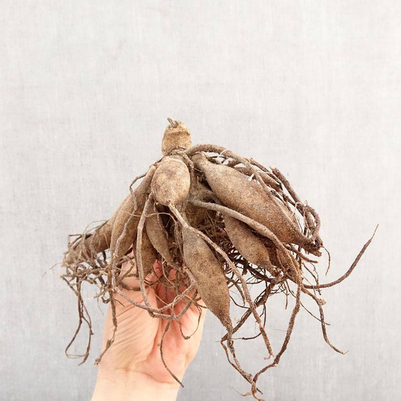 Amostra de Dahlia nain Melody Allegro Bulbo Calibre I tal como entregue na primavera