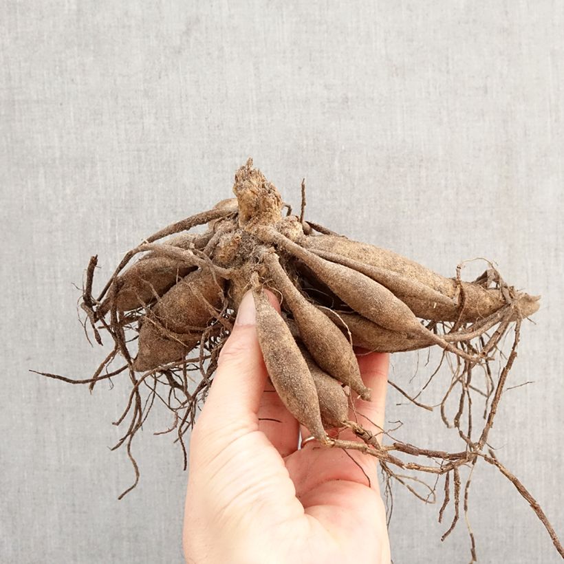 Amostra de Dahlia nain Melody Latin Bulbo Calibre I tal como entregue na primavera