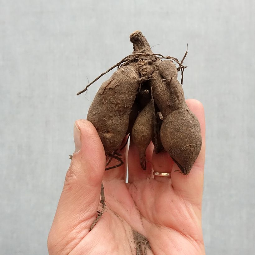 Amostra de Dália anã Dark Angels® Pretty Woman Bulbo Calibre I tal como entregue na primavera