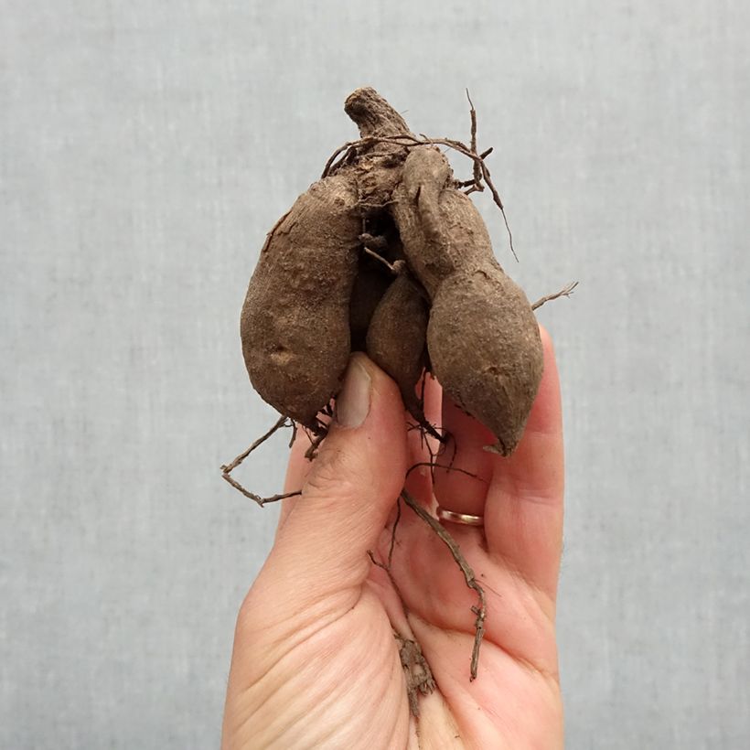 Amostra de Dahlia nain Topmix Red Bulbo size I tal como entregue na primavera