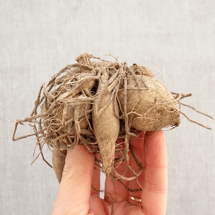 Amostra de Dahlia nain Vanessa Bulbo Calibre I tal como entregue na primavera