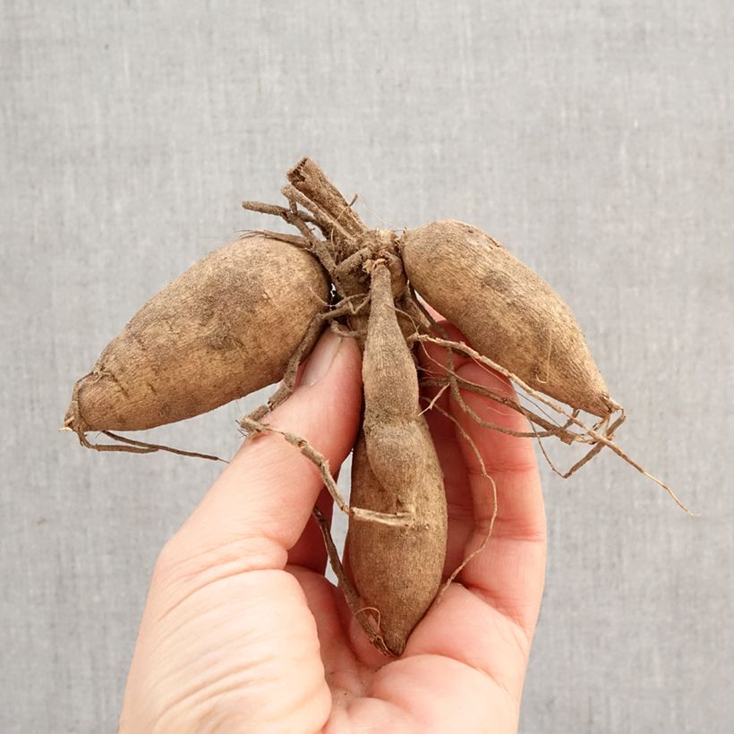 Amostra de Dália decorativa Gitts Crazy Bulbo Calibre I tal como entregue na primavera