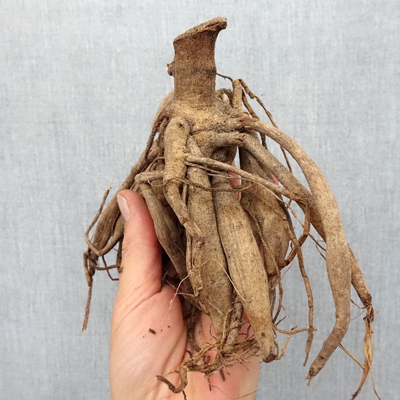 Amostra de Dahlia paysage Darkarin Bulbo size I tal como entregue na primavera