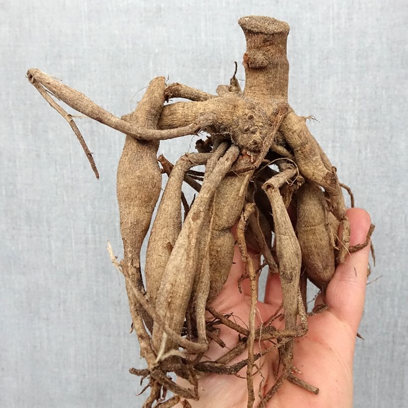 Amostra de Dália anémona Fascination Bulbo Calibre I tal como entregue na primavera