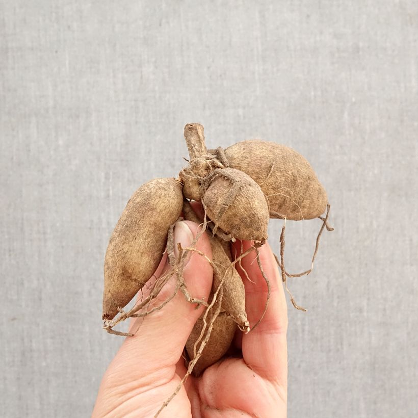 Amostra de Dália anémona Priceless Pink Bulbo Calibre I tal como entregue na primavera