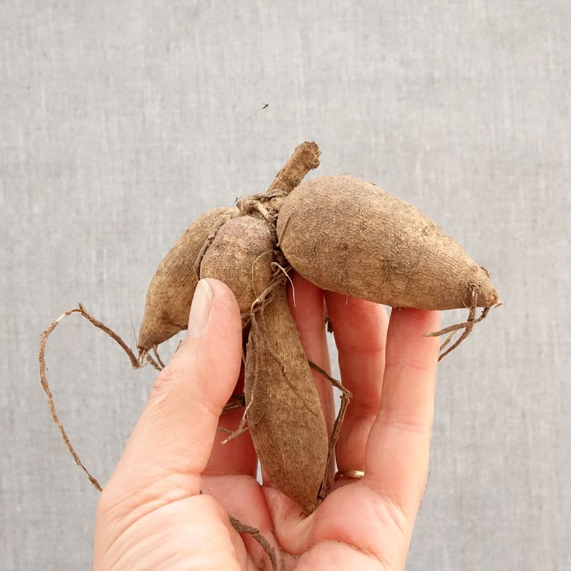 Amostra de Dália anémona Red & White Emperor Bulbo Calibre I tal como entregue na primavera