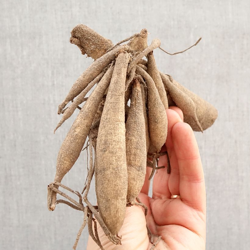 Amostra de Dália anémona Sunshine Bulbo Calibre I tal como entregue na primavera