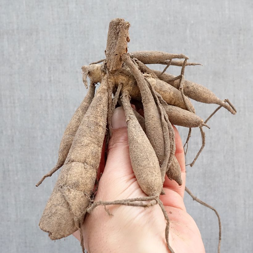 Amostra de Dália anémona Twinings After Eight Bulbo tal como entregue na primavera