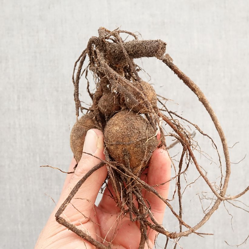 Amostra de Dália anémona Twyning's Smartie Bulbo Calibre I tal como entregue na primavera