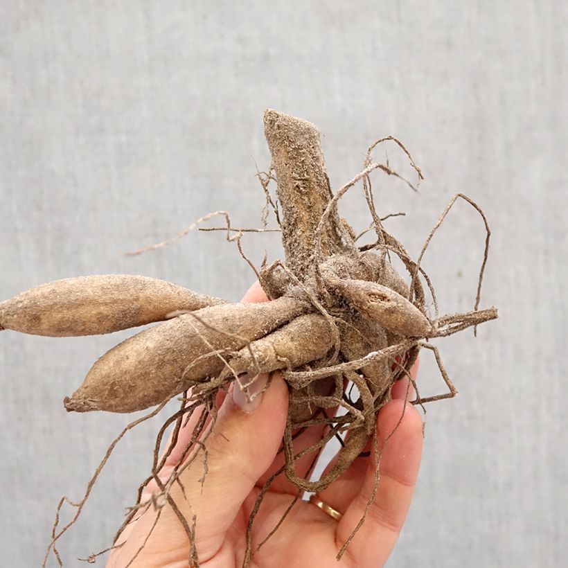 Amostra de Dália pompon Franz Kafka Bulbo Calibre I tal como entregue na primavera
