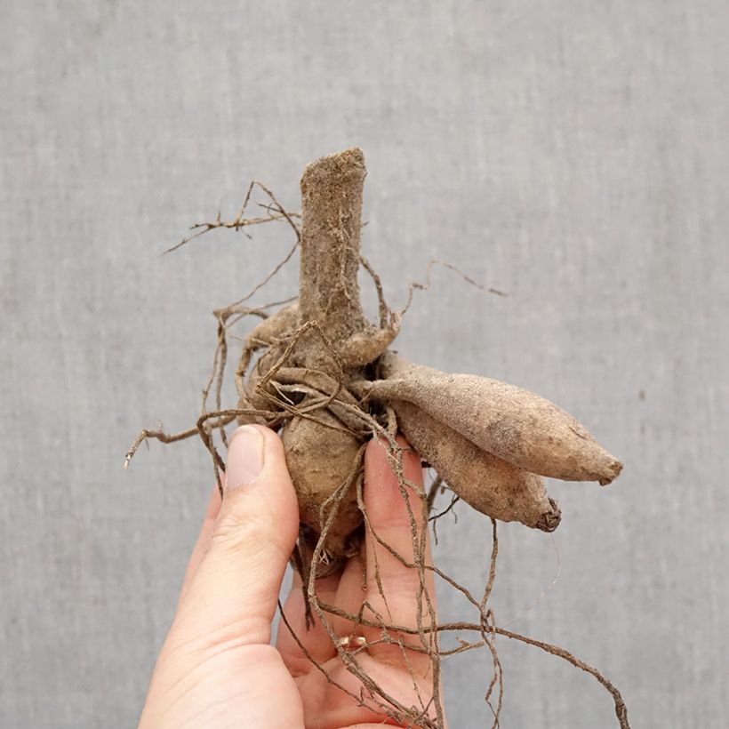 Amostra de Dália pompon Icoon Bulbo Calibre I tal como entregue na primavera