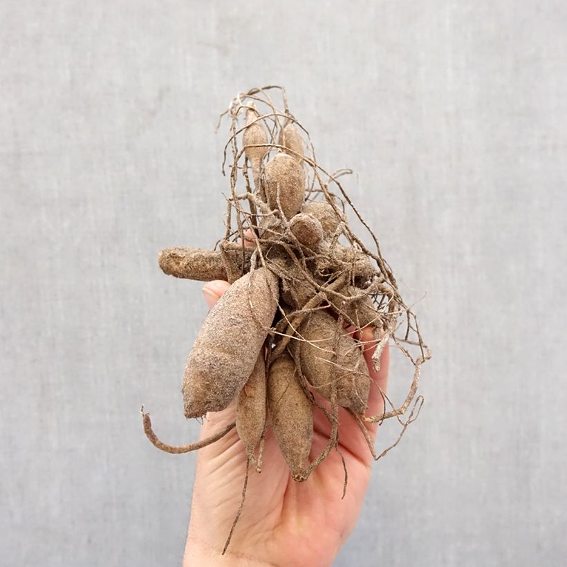 Amostra de Dahlia pompon Little William Bulbo Calibre I tal como entregue na primavera