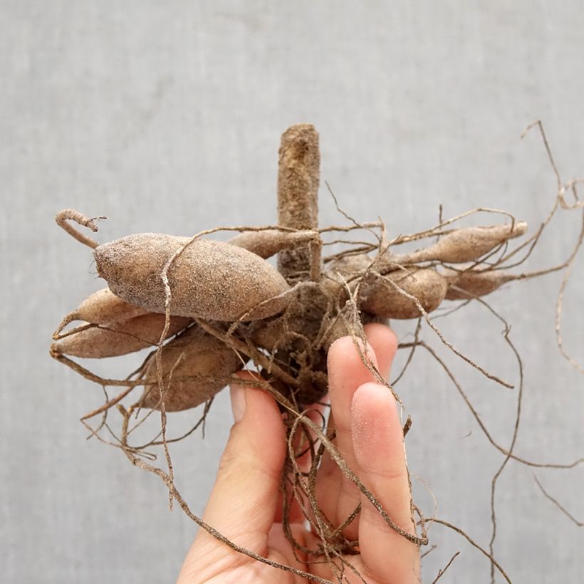 Amostra de Dália pompon Nescio Bulbo Calibre I tal como entregue na primavera