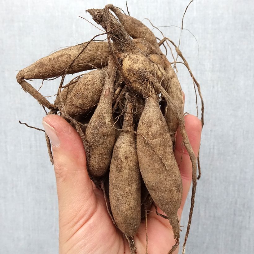 Amostra de Dahlia pompon Salsa Bulbo size I tal como entregue na primavera