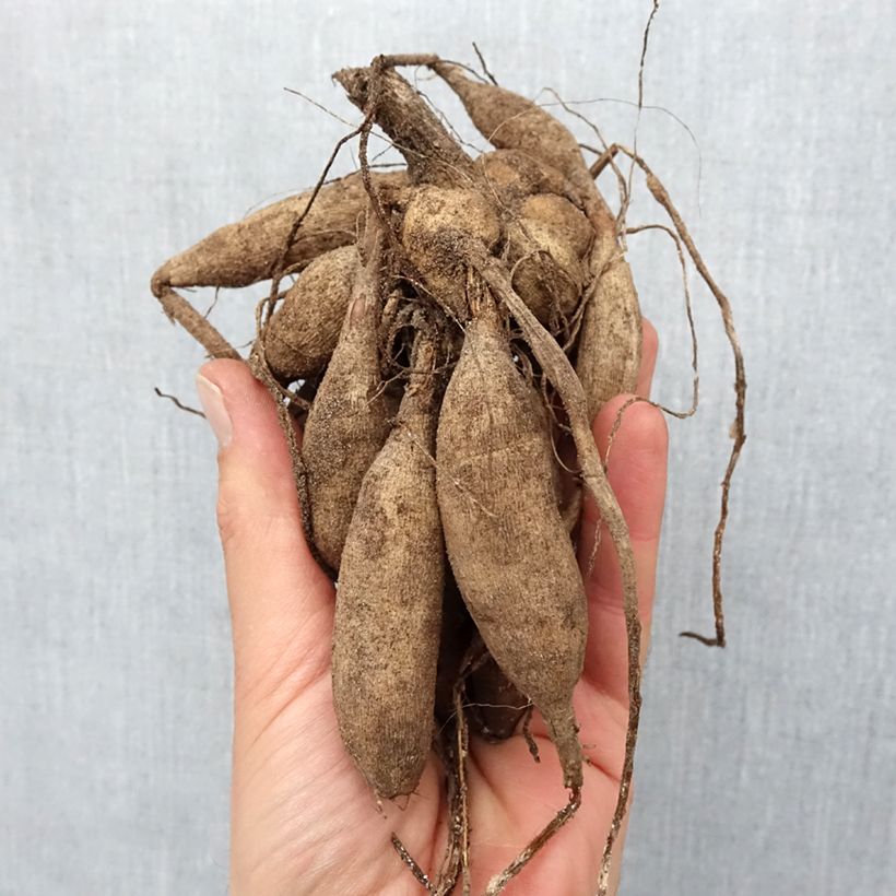 Amostra de Dália pompon Sunny Boy Bulbo Calibre I tal como entregue na primavera