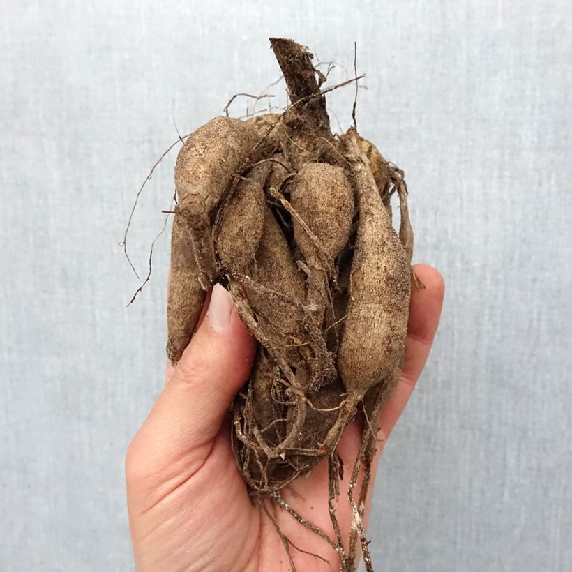 Amostra de Dahlia Pompon Zundert Mystery Fox Bulbo size I tal como entregue na primavera