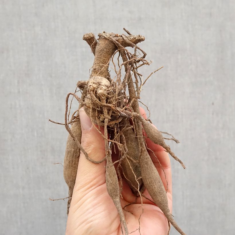 Amostra de Dália semi-cactus Black Jack Bulbo Calibre I tal como entregue na primavera