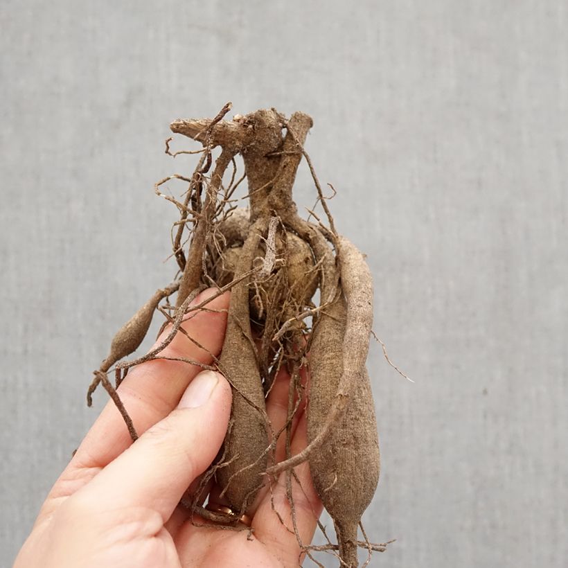 Amostra de Dália semi-cactus Blackberry Ripple Bulbo Calibre I tal como entregue na primavera