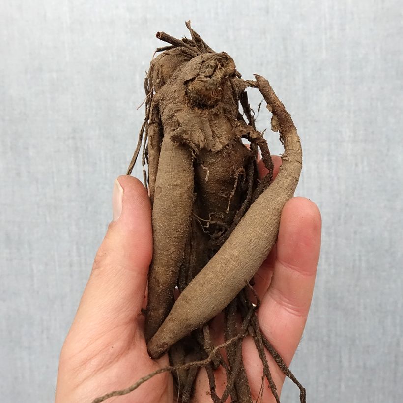 Amostra de Dália semi-cactus Café de Paris Bulbo Calibre I tal como entregue na primavera