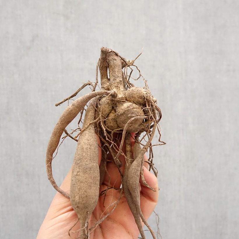 Amostra de Dália semi-cactus Color Spectacle Bulbo Calibre I tal como entregue na primavera