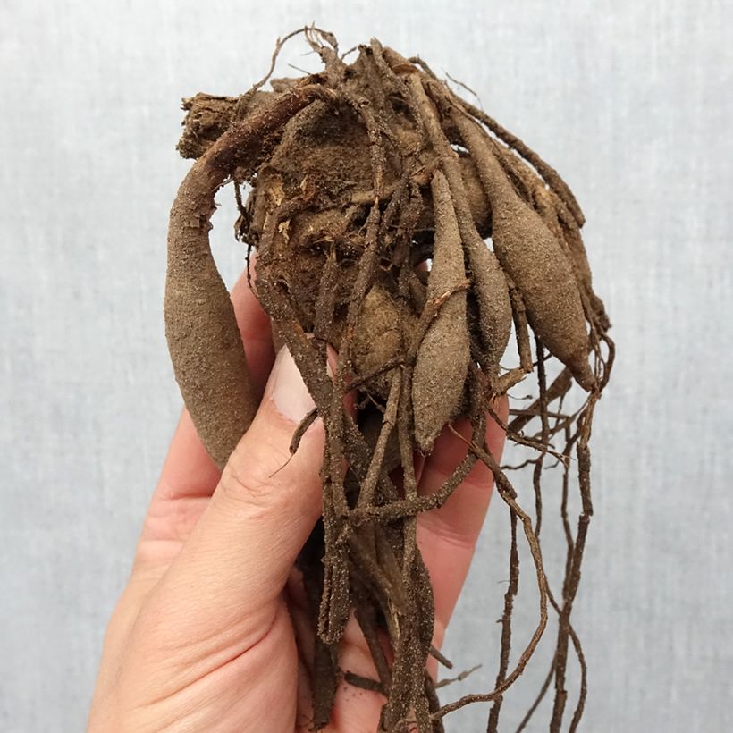 Amostra de Dahlia semi cactus Kiev Bulbe Kaliber/Größe I tal como entregue na primavera